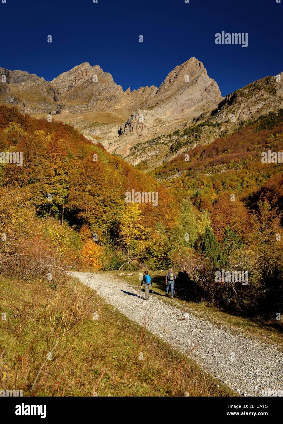 Herbst im Pineta-Tal (Nationalpark Ordesa und Monte Perdido, Pyrenäen, Spanien) ESP: Otoño en el valle de Pineta (PN Ordesa y Monte Perdido, Aragón, España) Stockfoto