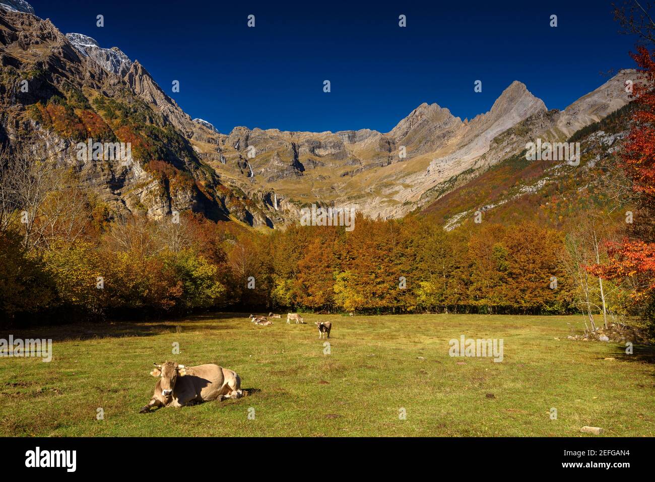 Herbst im Pineta-Tal (Nationalpark Ordesa und Monte Perdido, Pyrenäen, Spanien) ESP: Otoño en el valle de Pineta (PN Ordesa y Monte Perdido, Aragón, España) Stockfoto