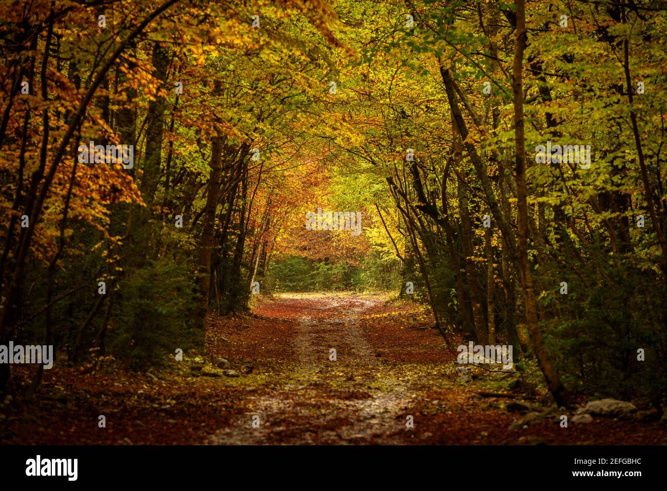 Herbst im Pineta-Tal (Nationalpark Ordesa und Monte Perdido, Pyrenäen, Spanien) ESP: Otoño en el valle de Pineta (PN Ordesa y Monte Perdido, Aragon) Stockfoto