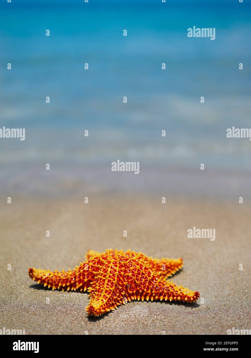 Nahaufnahme eines Kissen Starfish Oreaster reticulatus am Strand, Providencia, Providencia y Santa Catalina, San Andres y Providencia Department, Kolumbien Stockfoto