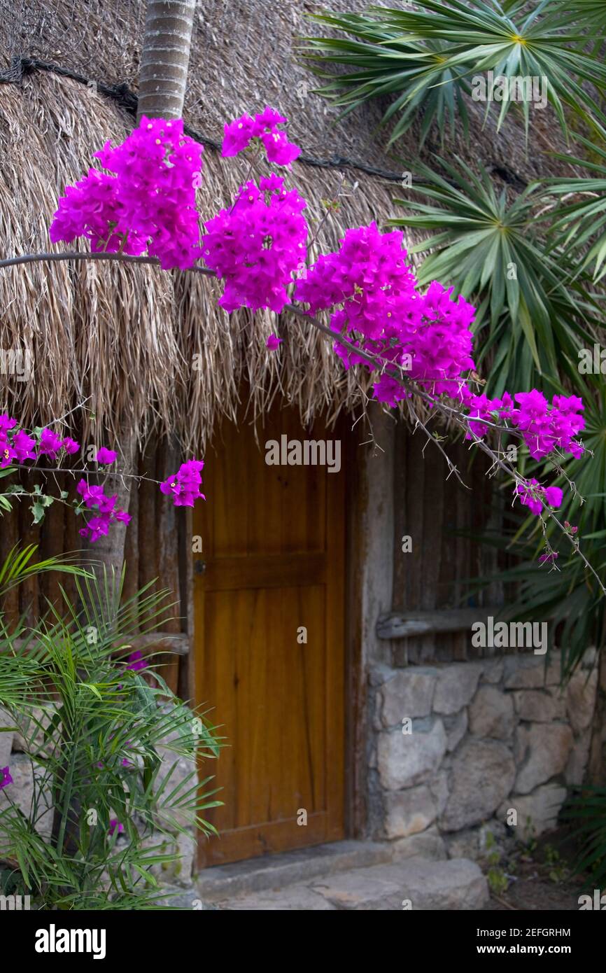 Blumen und Pflanzen in der Nähe einer Strohdachhütte, Cancun, Mexiko Stockfoto