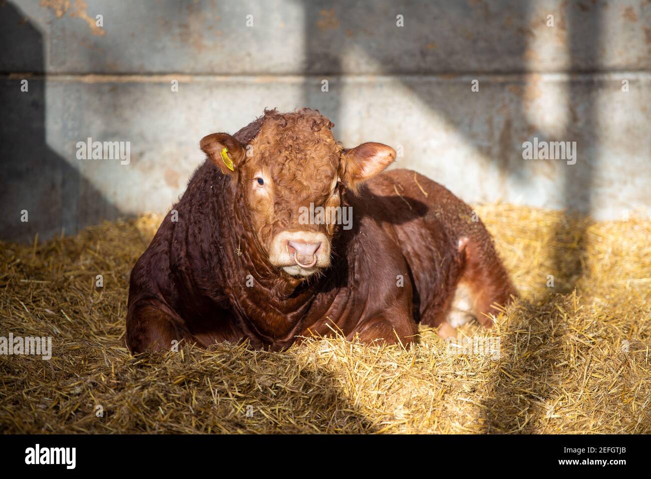 Ein junger Limousin-Stier, der in einem Strohhof in einem Gebäude in Derbyshire, Großbritannien, liegt. Stockfoto