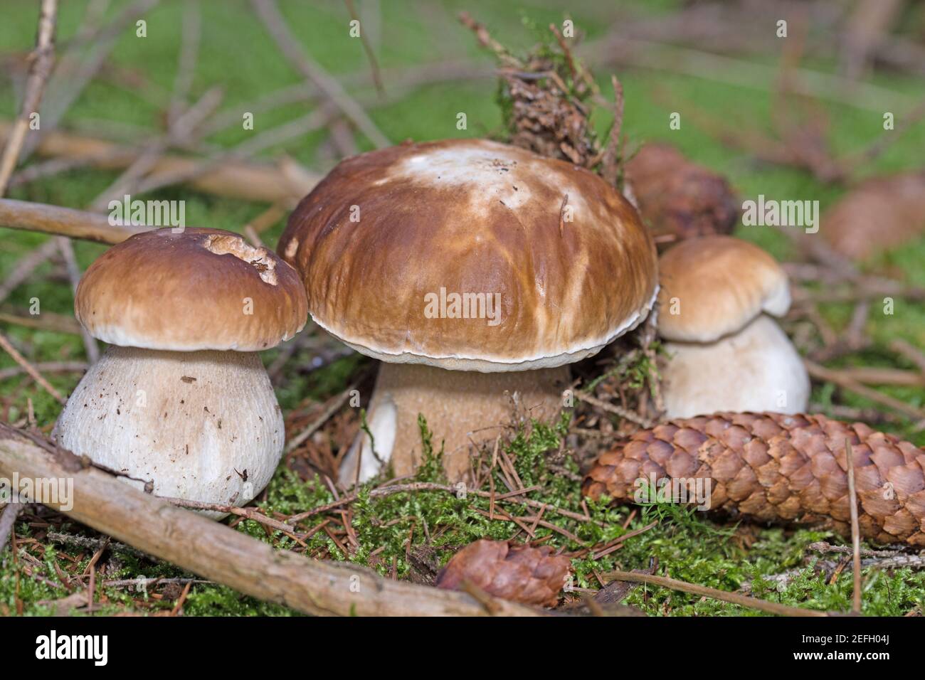 Steinpilze im Wald Stockfoto