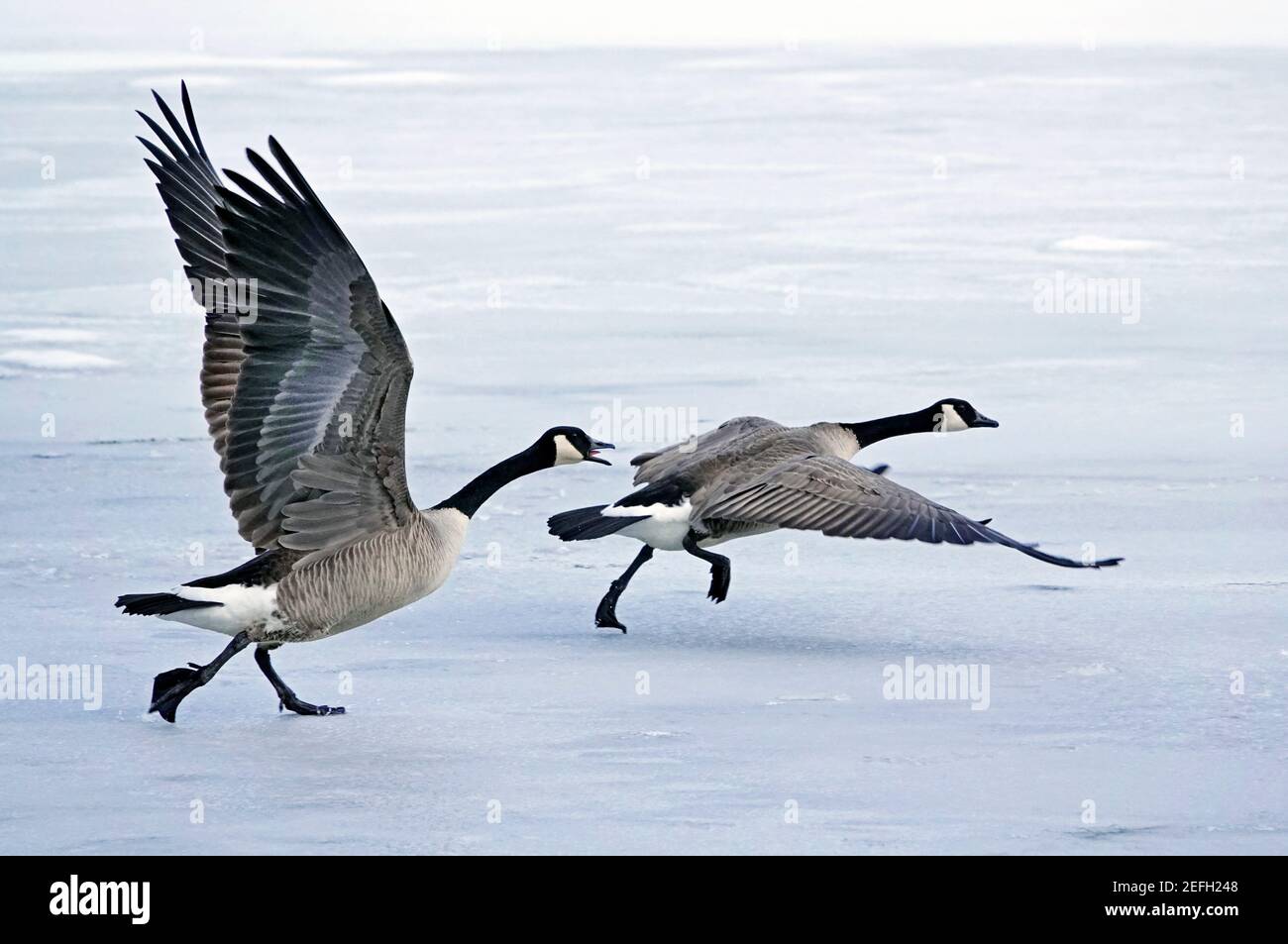 Ein Paarungspaar Kanadagänse hebt im Winter in Sunriver, Oregon, von einem vereisten Teich ab. Stockfoto