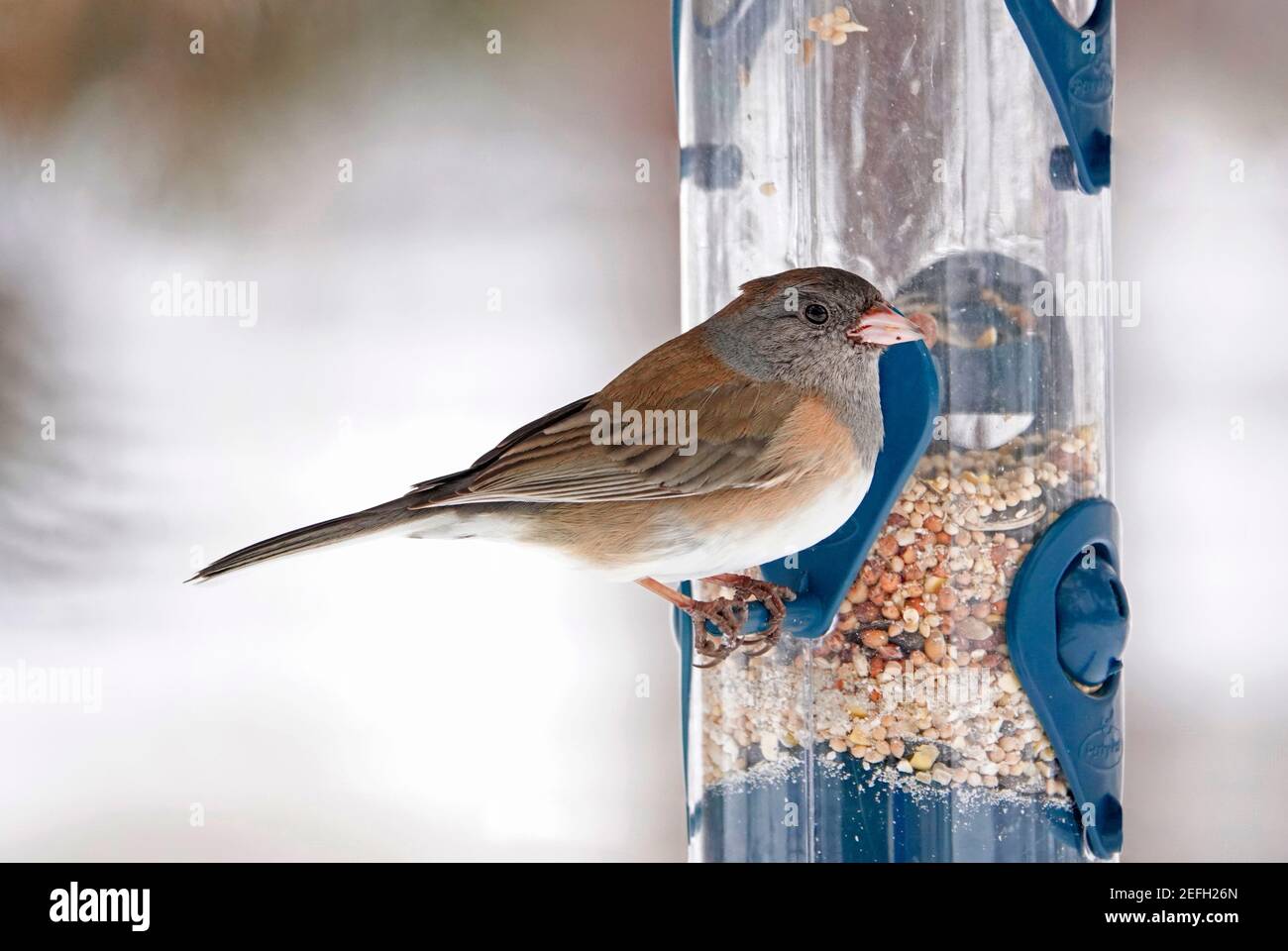 Ein dunkeläugiger Junco (Junco hyemalis), der einst Oregon Junco genannt wurde, an einem Vogelfutterhäuschen in Bend, Oregon. Stockfoto