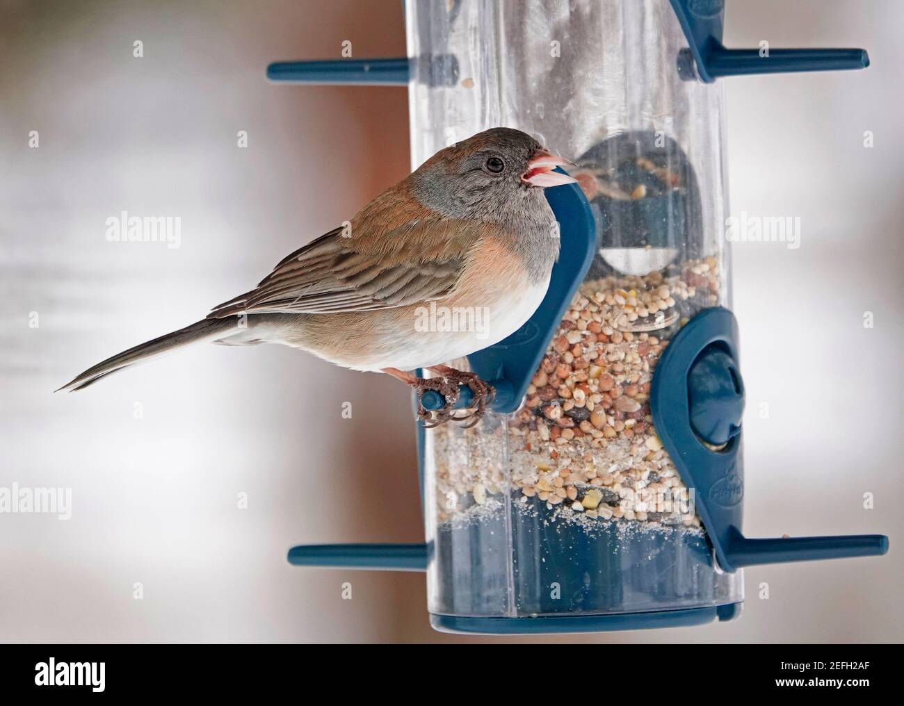 Ein dunkeläugiger Junco (Junco hyemalis), der einst Oregon Junco genannt wurde, an einem Vogelfutterhäuschen in Bend, Oregon. Stockfoto