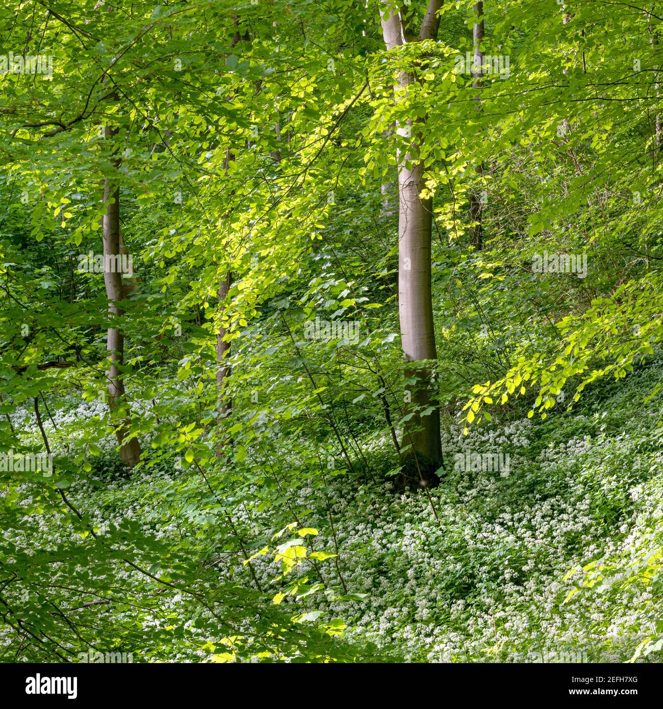 Bärlauch in Millington Woods auf den Yorkshire Wolds Stockfoto