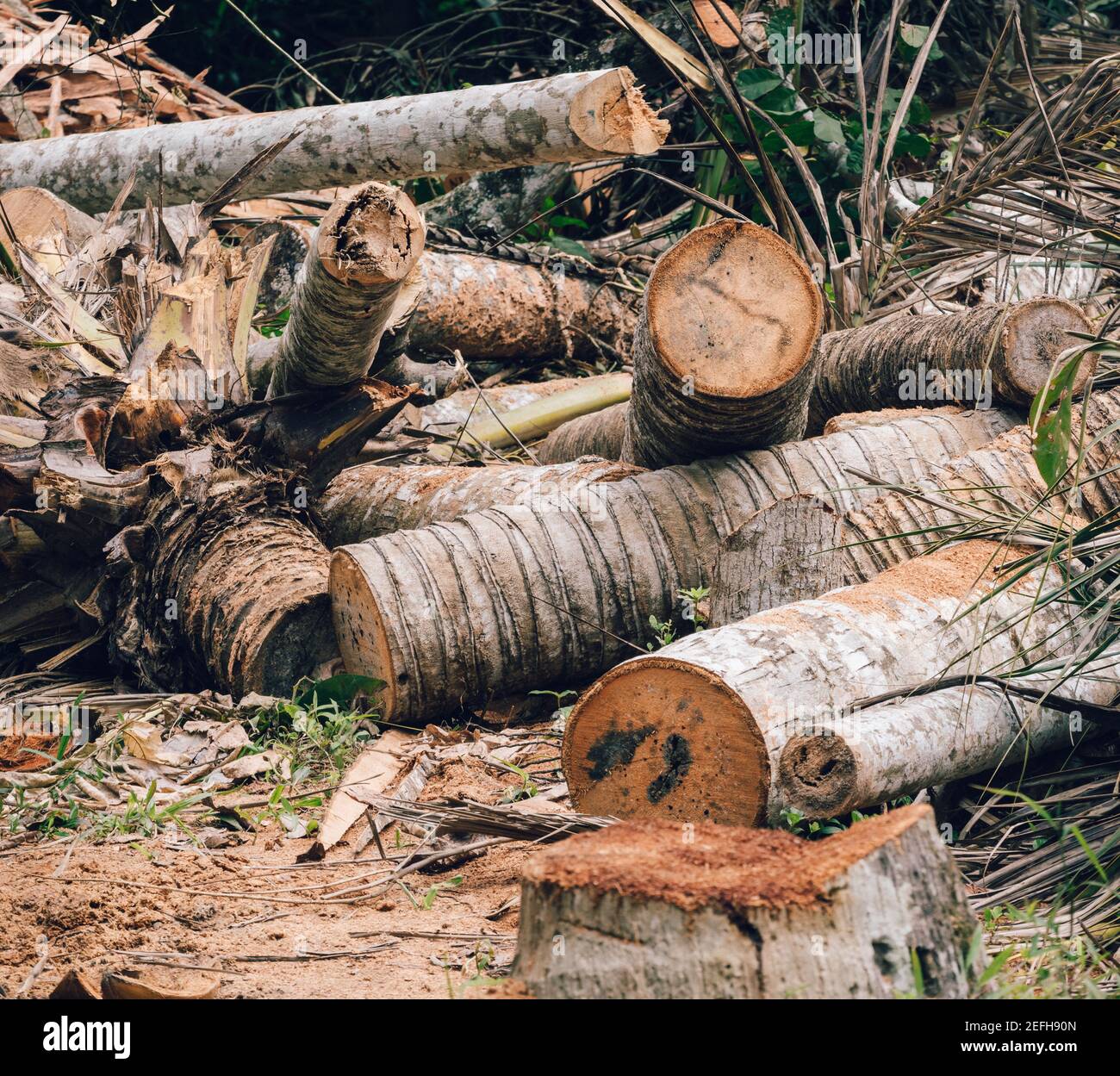 Wertvolle Kokospalmen für Baumstämme und Holz, Menschen verursacht Schäden an Mutter Natur Konzept geschnitten. Stockfoto