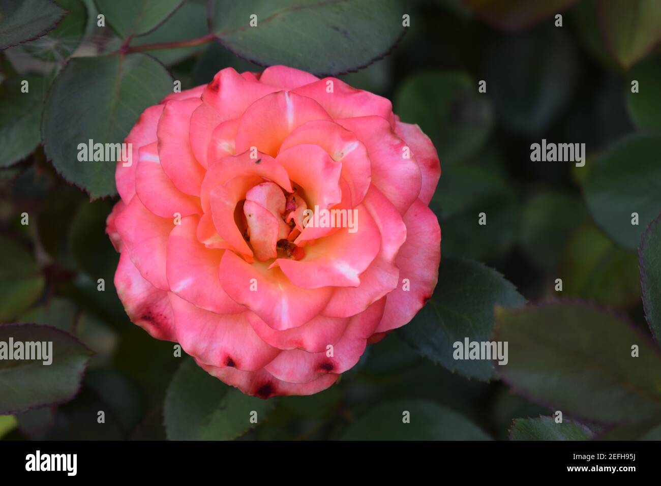 Weiße und rote Rosen blühen im Garten. Weiße und rote Rose in einem Garten. Hybride Teesrose. Rosa und weiß große Hybrid-Tee Garten Rose aus nächster Nähe, romantisch Stockfoto