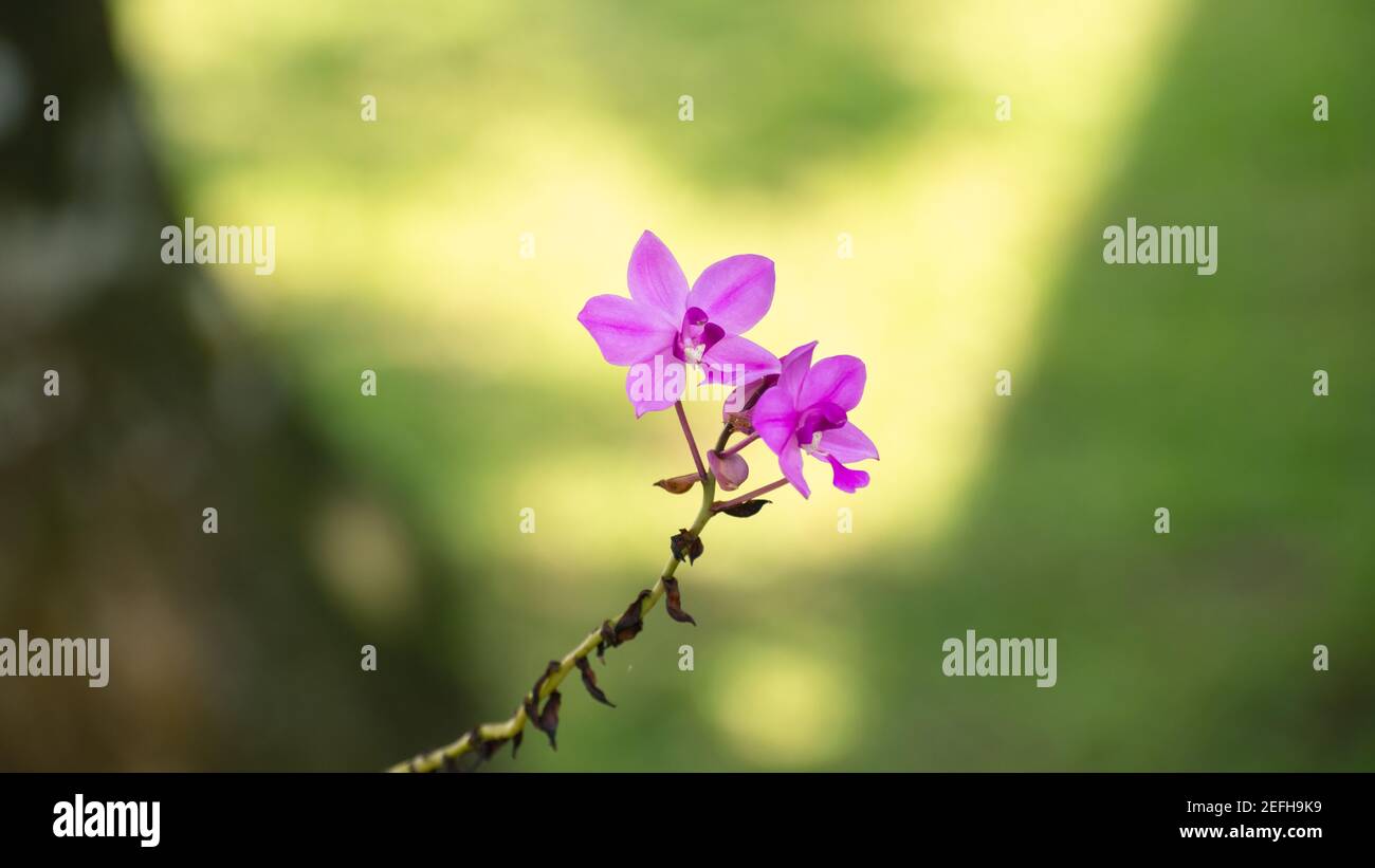 Letzte stehende lila Orchidee Blumenpaar am Ende des langen Stiels gegen weiche Bokeh Hintergrund, Blume Fotografie. Stockfoto