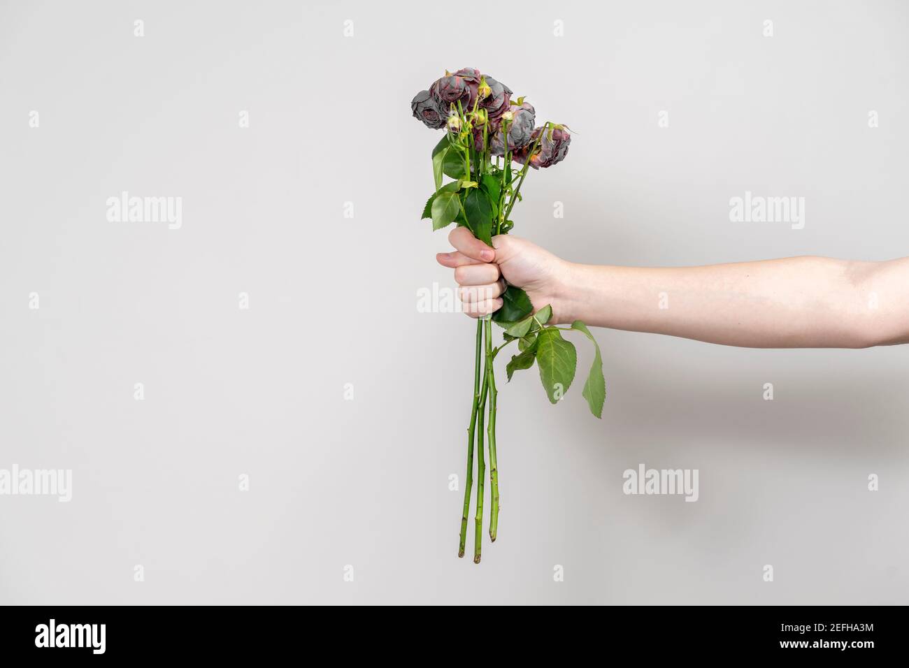 Die Hand des Mannes hält einen Strauß verwelkter Blumen aus Und zeigt eine Abb. Stockfoto