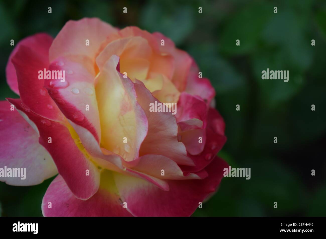 Floribunda, EINE apricot duftende Blume floribunda. Mittelgroße, ziemlich volle Blüten sind gelb, rot umrandet, mit einem schönen Duft. Stockfoto