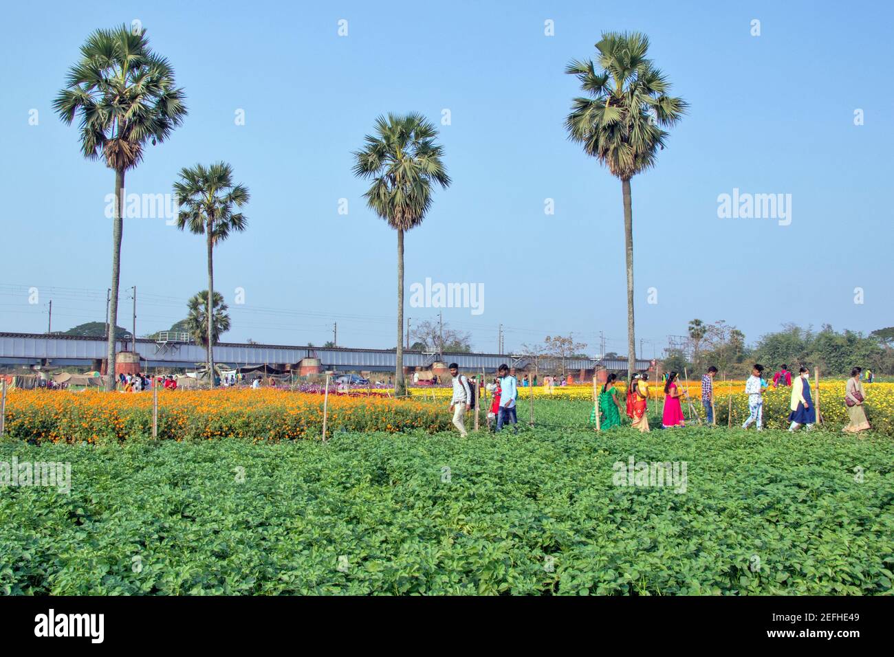 Blumenlandschaft und Besucher in mediinipore West bengal indien Stockfoto