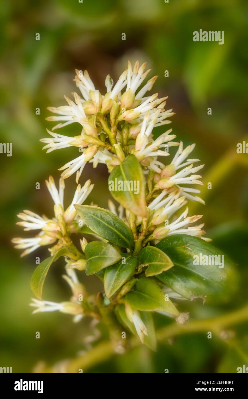 Sarcococca hookeriana (Himalayan sweet box) immergrüne Gartenpflanze, natürliches Pflanzenportrait Stockfoto