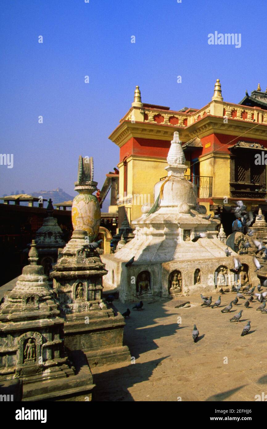 Tauben vor einem Tempel, Monkey Temple, Katmandu, Nepal Stockfoto