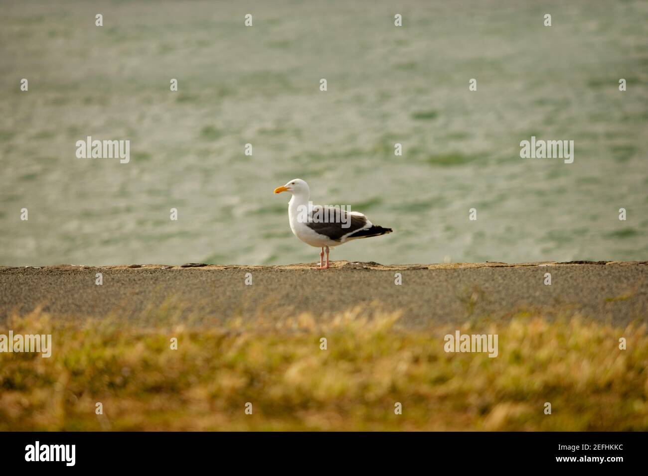 Vogelhaltung auf der waterÅ½s Kante Stockfoto
