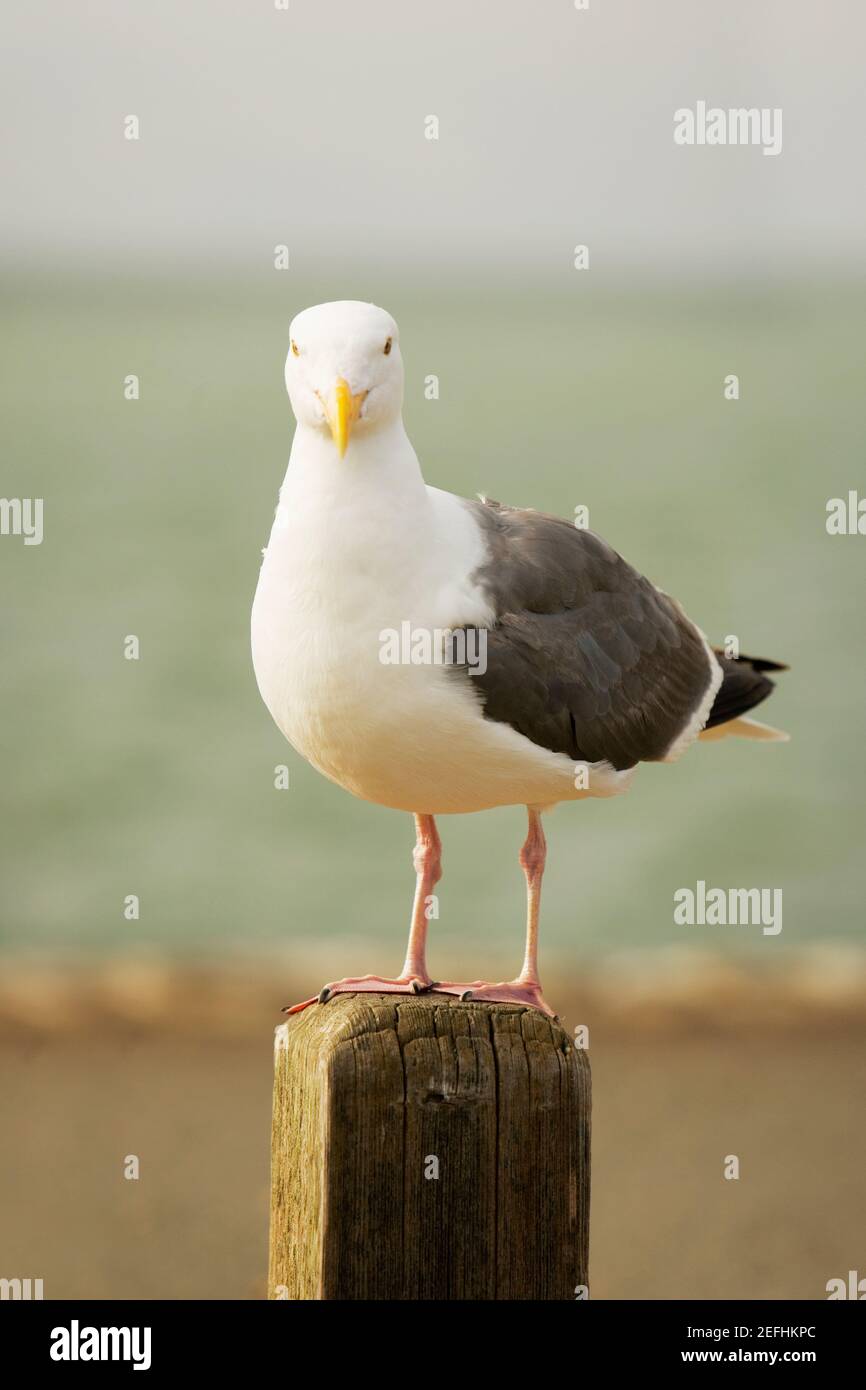 Nahaufnahme eines Vogels auf einem Holzpfosten Stockfoto