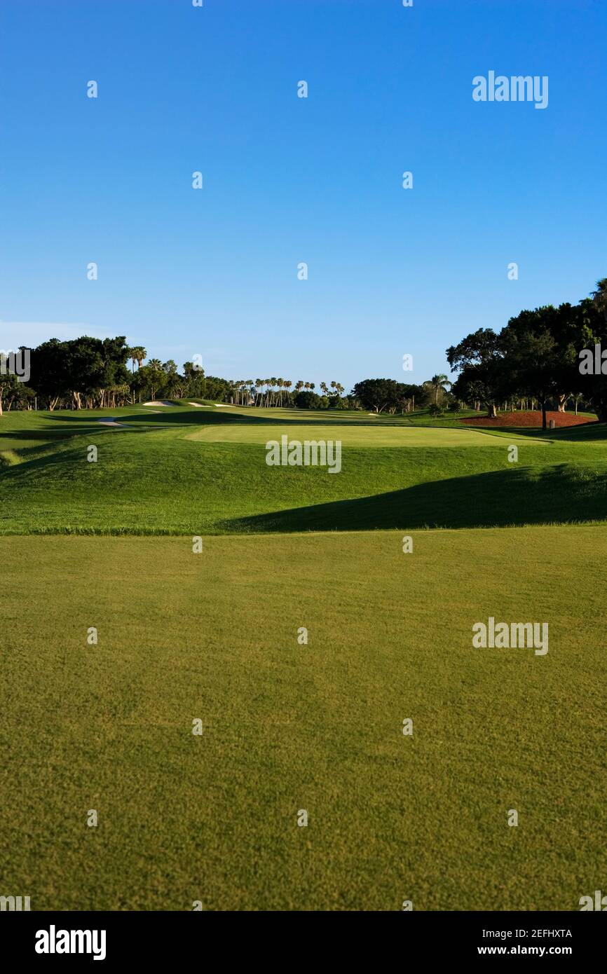 Bäume auf dem Golfplatz Stockfoto