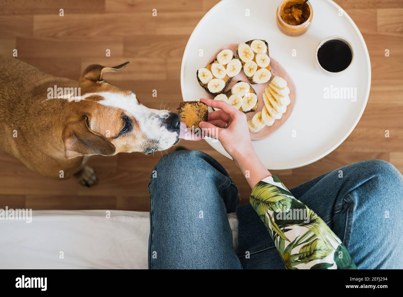 Frühstück mit Haustieren zu Hause. Lustige Hund leckt Erdnussbutter Sandwich, von oben geschossen, Indoor-Lifestyle, Morgenessen und Kaffee Stockfoto
