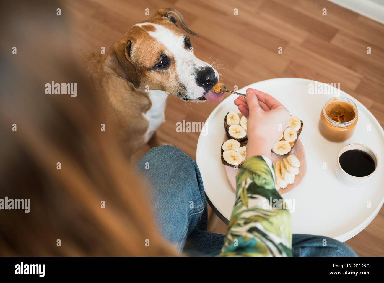 Frühstück mit Haustieren zu Hause. Lustige Hund leckt Erdnussbutter aus Löffel, Indoor-Lifestyle, Morgenmahlzeiten und Kaffee Stockfoto