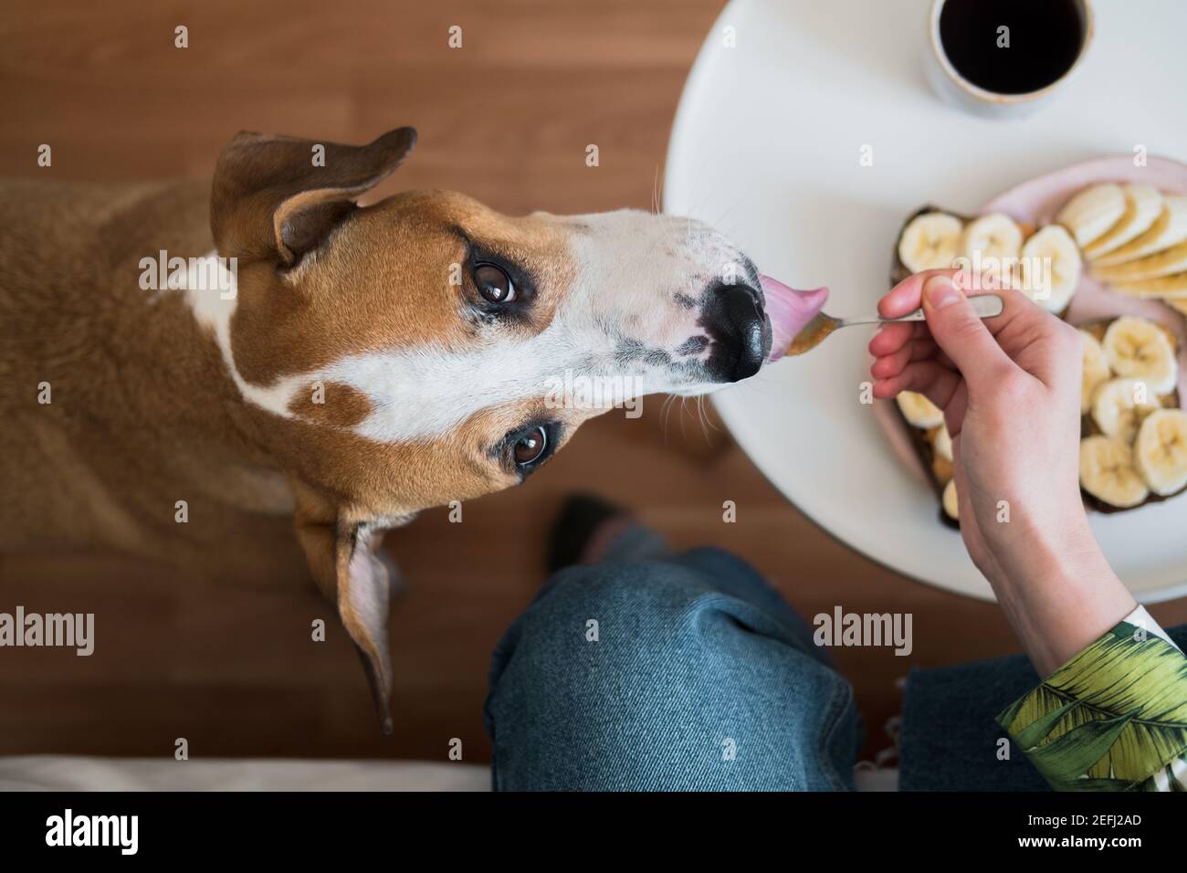 Frühstück mit Haustieren zu Hause. Lustige Hund leckt Erdnussbutter aus Löffel, Indoor-Lifestyle, Morgenmahlzeiten und Kaffee Stockfoto