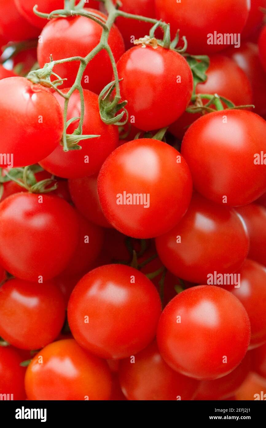 Nahaufnahme von Tomaten an einem Marktstand, Sorrento, Sorrentine Peninsula, Neapel Provinz, Kampanien, Italien Stockfoto