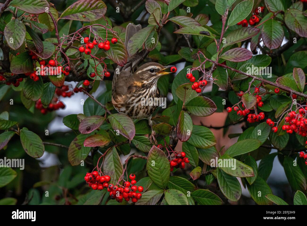 Rotflügel-Turdus iliacus ernährt sich von Cotoneaster-Beeren. Winter Stockfoto