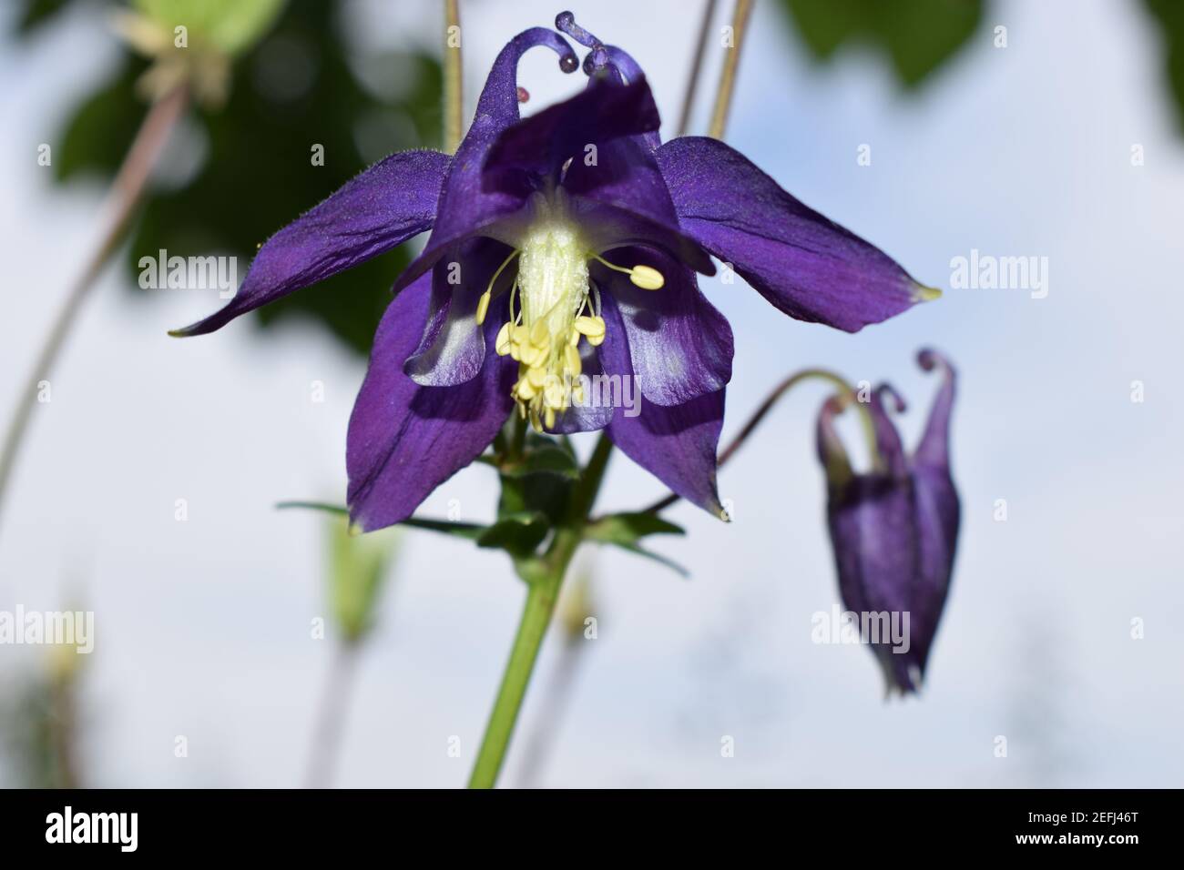 Aconitum, allgemein bekannt als Aconit, Mönchtum, Wolf Wolf, Leopard Fluch, Maus, Weiblicher Fluch, Teufelshelm, Königin der Gifte oder blaue Rakete, die meisten Stockfoto