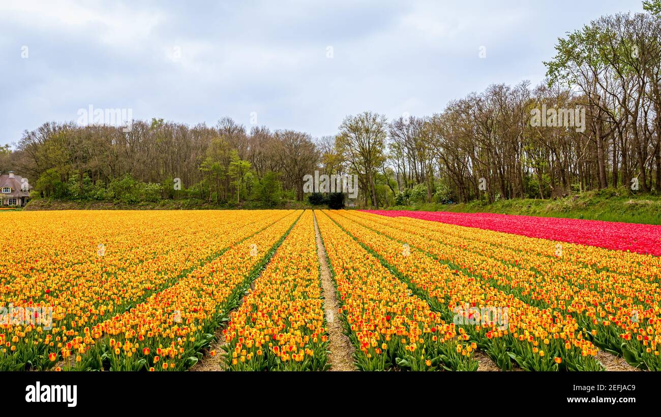 Feld der gelben und roten Blüten. Holland Tulpen im Frühling. Amsterdam, Niederlande. Schönheit in der Natur. Stockfoto