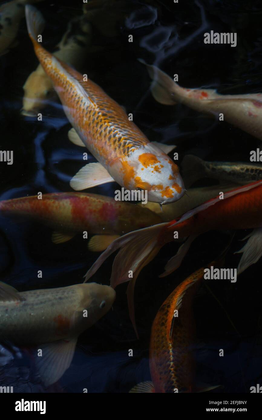 Koi Fische in einem Teich. Stockfoto