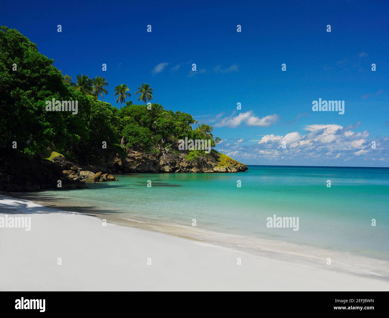 Bäume am Strand, Providencia, Providencia y Santa Catalina, San Andres y Providencia Department, Kolumbien Stockfoto