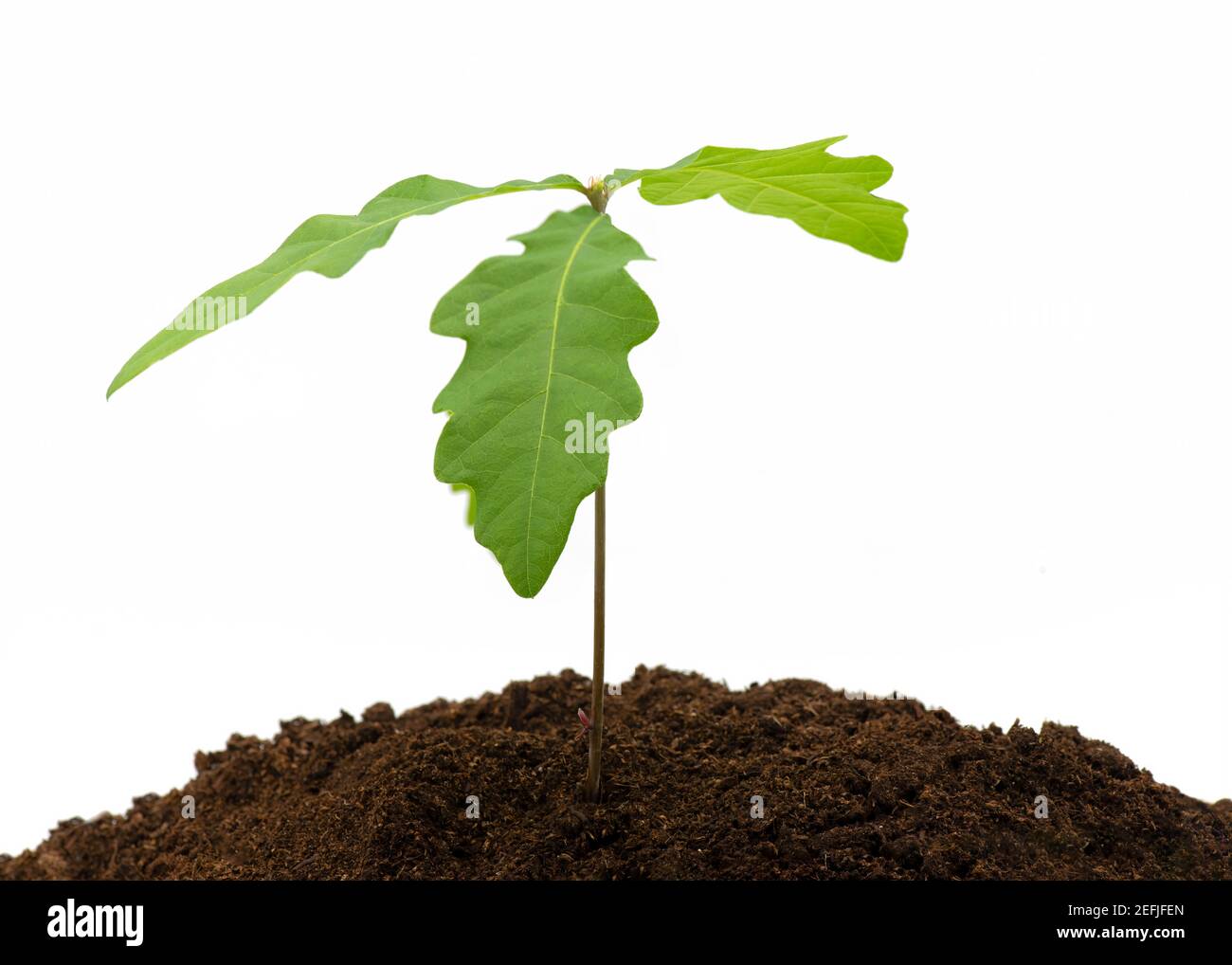 Junge Eichenbaumknödel, die im Kompost auf dem Weiß wachsen Isolierter Hintergrund mit einem Konzept von Neuanfängen Stockfoto