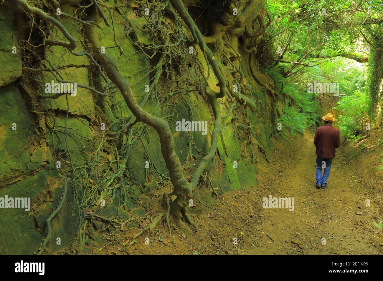 Mann mit Hut, der an Wurzeln über der Erde in der alten Hell Lane, Dorset, herumläuft Stockfoto