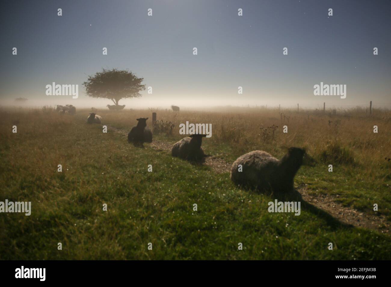 Kopenhagen, Dänemark - 28. September 2015. Grassende Schafe in offener Landschaft bei Kalvebod Fælled, auch bekannt als Vestamager, das ein offenes Naturschutzgebiet in Kopenhagen ist. Stockfoto