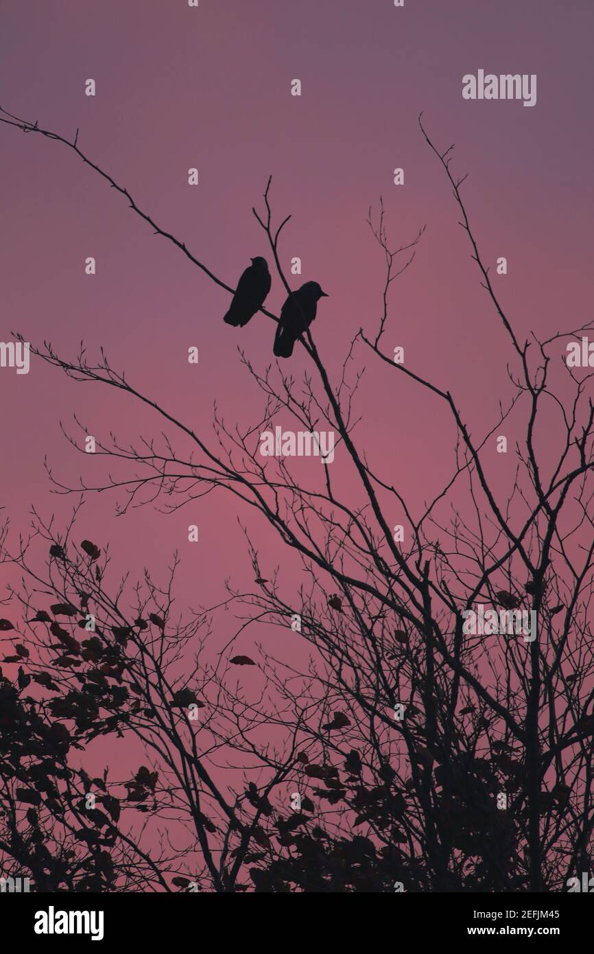 Silhouetten von zwei Saatkrähen, die bei Sonnenaufgang auf dem Baum stehen Stockfoto