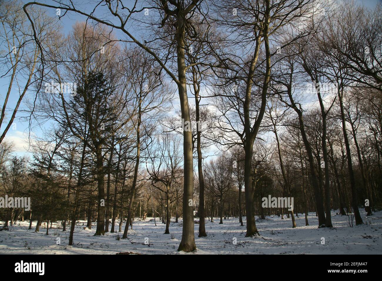 Winterlandschaft mit schneebedeckten Wäldern in Croydon Surrey England Stockfoto