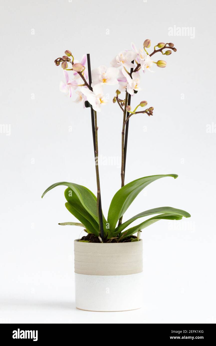 Orchidee vor weißem Hintergrund - Phalaenopsis Orchidee im Keramiktopf Stockfoto