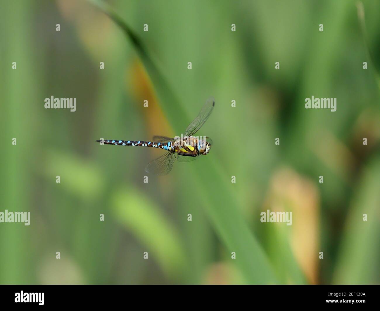 Migrant Hawker, Aeshna mixta, Single Male in Flight, Warwickshire, August 2019 Stockfoto