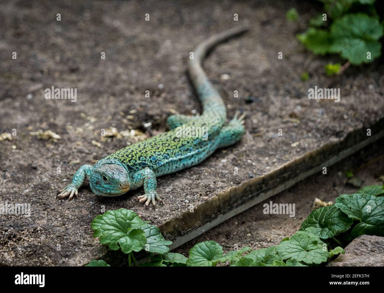 Trübung einer okellierten Eidechse im Zoo, deutschland Stockfoto