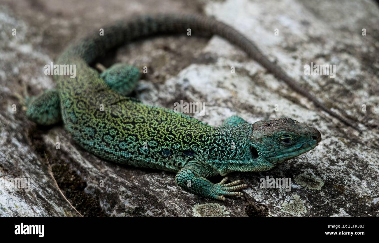 Trübung einer okellierten Eidechse im Zoo, deutschland Stockfoto