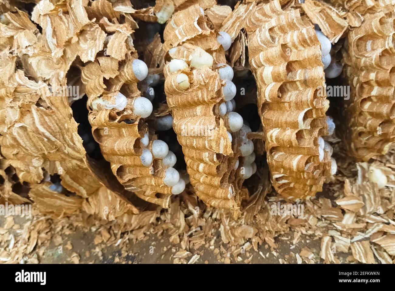 Hornissenlarven Fallen Aus Dem Nest