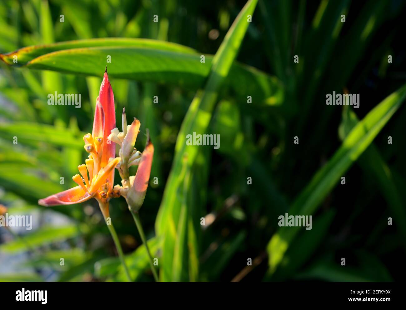 Exotische Blume, Paradiesvogel, strelitzia oder Kranichblüte am Fluss
