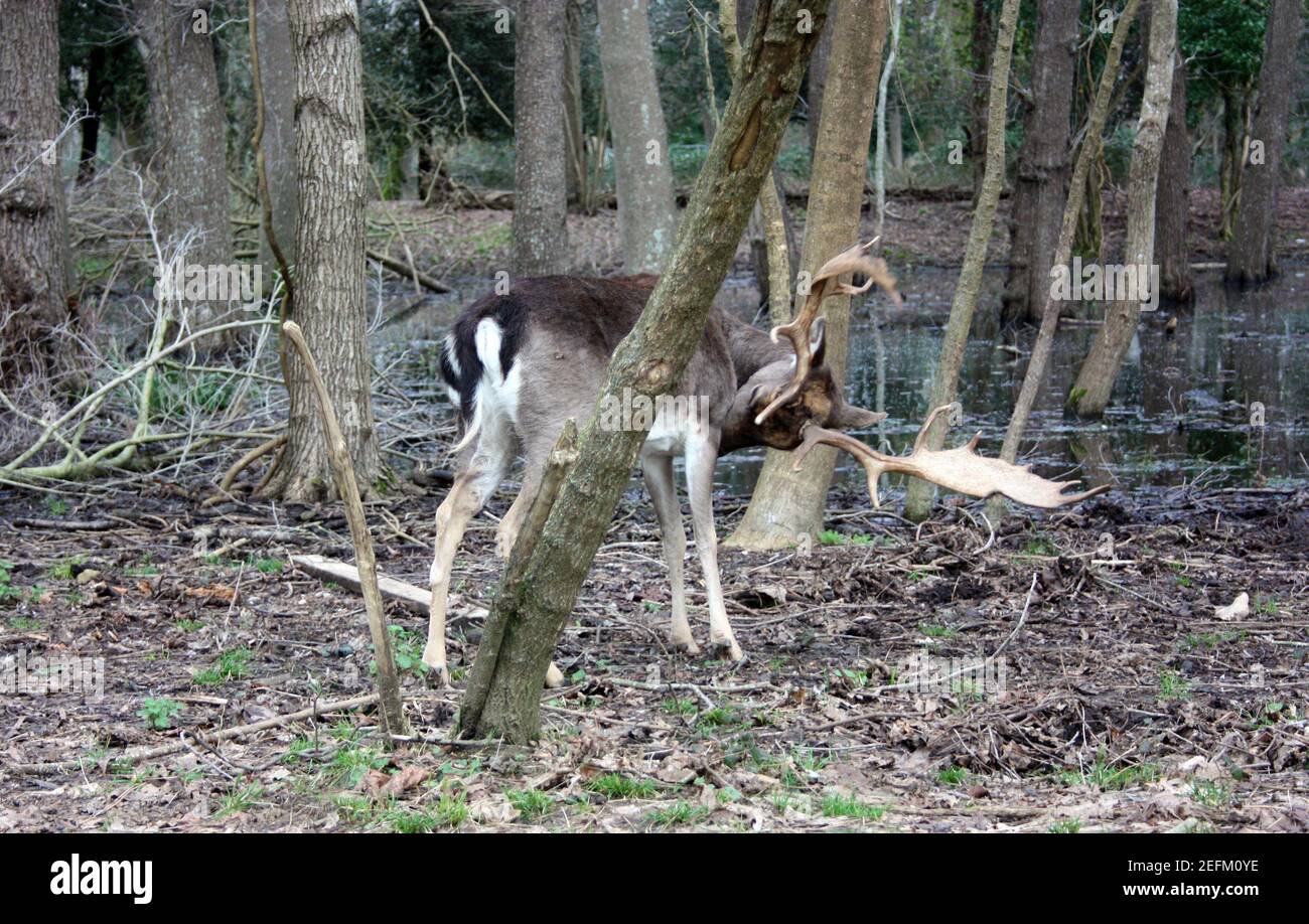 Wilder Braunhirsch mit Hörnern im Wald ruht in Der Winter vor einem Teich in der toskana Stockfoto