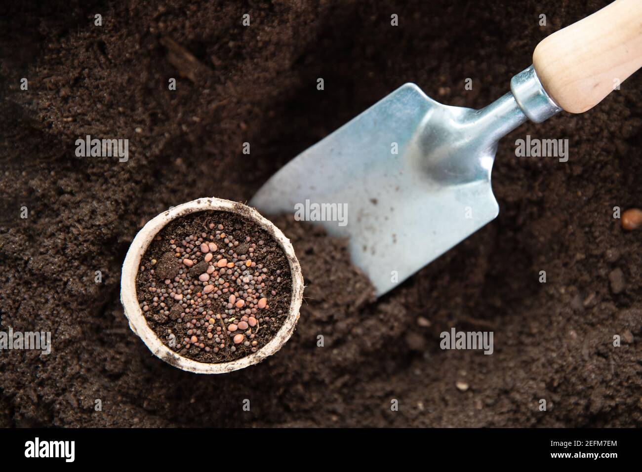Zu Hause Gartenkonzept Aschenpel Samen im Boden auf einem Tisch mit verschiedenen Mikrogrüns. Hobbys zu Hause. Stockfoto