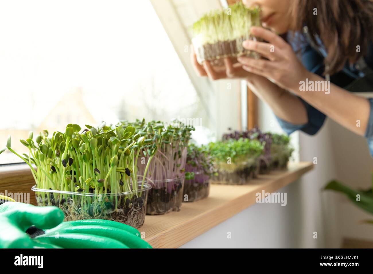 Frauen genießen frisch angebaute Mikrogrüns auf einem Schweller in der Nähe von sonnigen Fenster. Selbst angebaute gesunde Superfood Microgreens. Stockfoto
