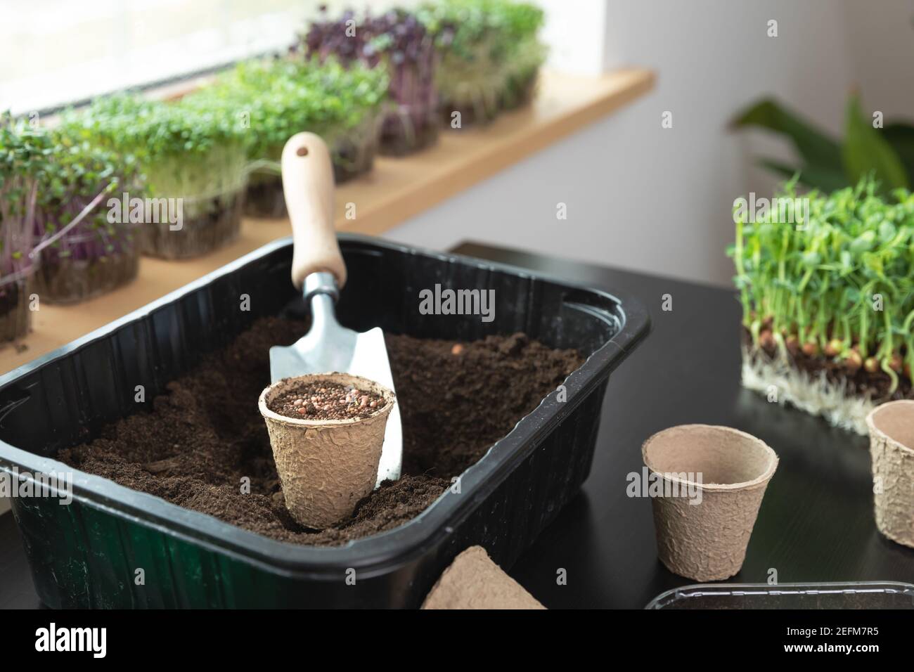 Zu Hause Gartenkonzept Aschenpel Samen im Boden auf einem Tisch mit verschiedenen Mikrogrüns. Hobbys zu Hause. Stockfoto