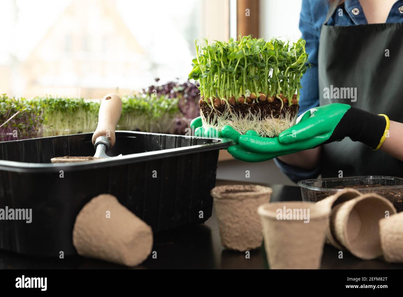 Frau hält Mikrogrüns mit Wurzeln und Erde in den Händen in der Nähe von Gartengeräten und verschiedenen Sprossen. Gartenarbeit Hobbys zu Hause Konzept. Stockfoto