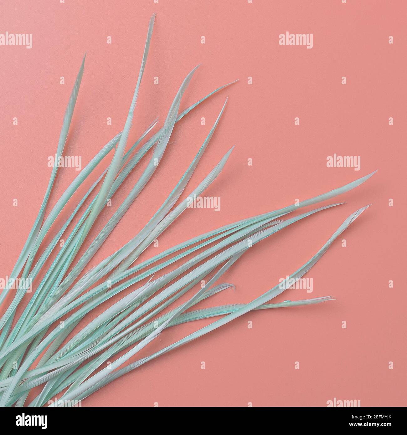 Minimalistisches Brett aus hellblau-grünen Federn auf korallenrosa Hintergrund. Gemütliche Komposition mit Platz für Text Stockfoto