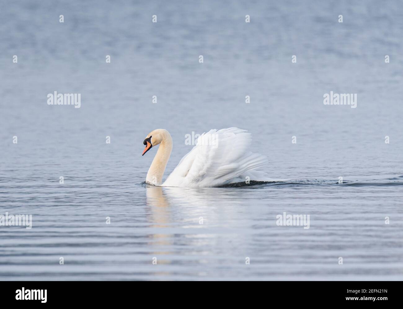 Schöner weißer Schwan, der alleine auf einem See schwimmend ist. Stockfoto
