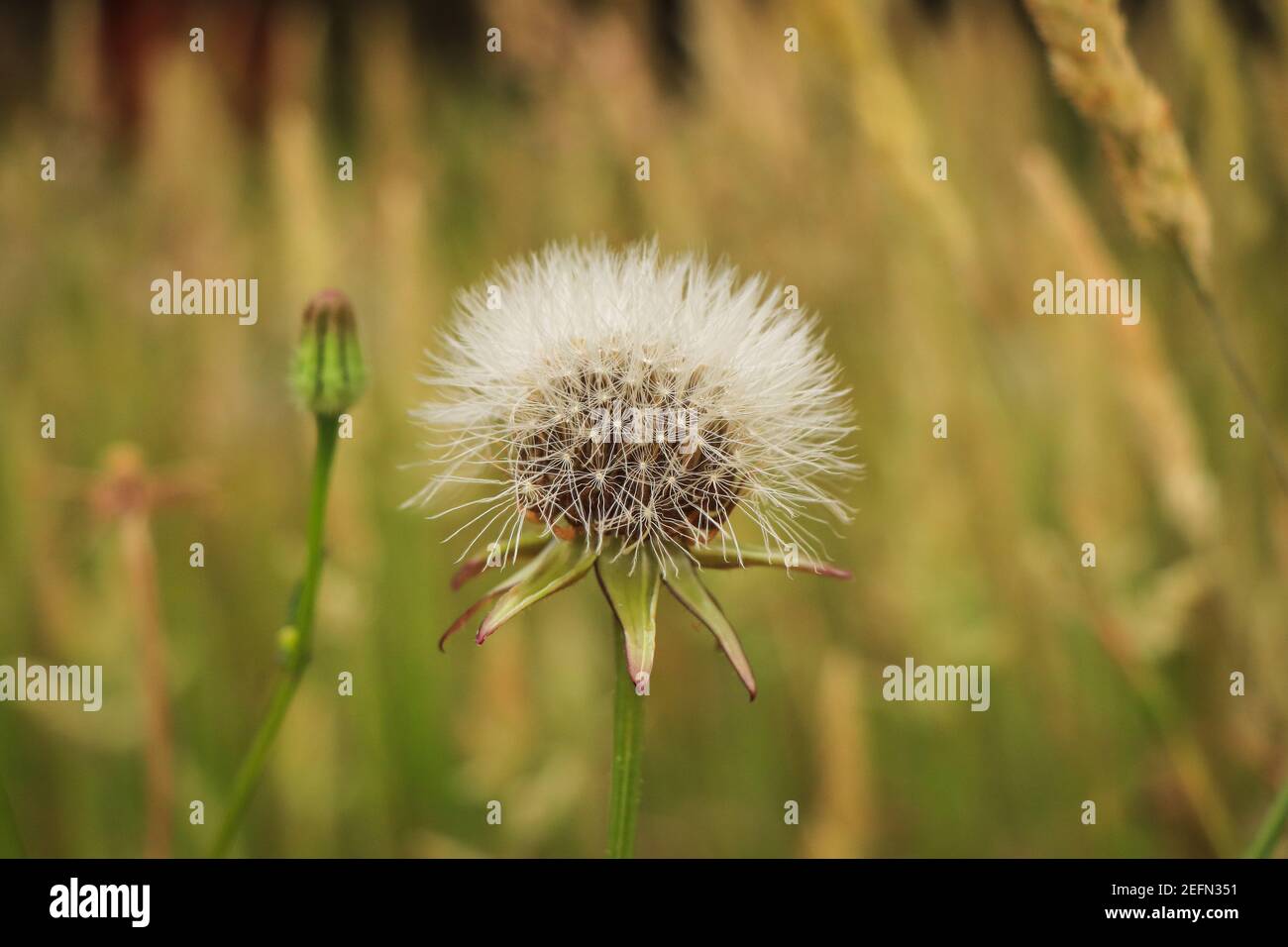 Löwenzahn in einem Feld mit verschwommenem grünen Gras im Hintergrund Stockfoto